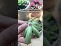 Why should we let cuttings callus in propagation? 🤔 #succulent #cactus #propagation #houseplants