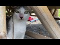 Fighting cat #cutecat #catlover #catvideos #mycatdailychannel #mycatdailychannel #mycatdailychannel