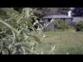 Nikon D3100 video test #nikon #nikond3100