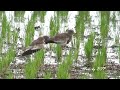 跳鴴/Grey-headed Lapwing