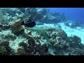 Green moray eel! #scuba #scubadiving #sdi #padi #cozumel #cozumelmexico