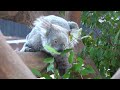 2023 0910 - When Koala Feels Hungry in Taronga Zoo Sydney ☺️ Pt. 2