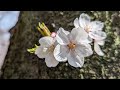 桜と菜の花 ; Cherry Blossoms and Vegetable Flowers.