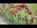 Renovating An Old Garden Bed With Poppies