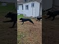 gad zoomies