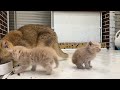 Dad cat punishes kittens for demanding milk from mother cat and loud meow