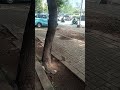 Video of two kittens playing in a real tree without editing