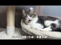Cat's first mating. what happens after that is funny