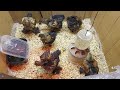 Gold Laced Cochins  @ 4 weeks old