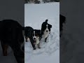 2 Burnese playing in the snow