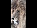 Have You Ever Heard a Lion Sneeze? || ViralHog