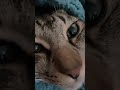 貓咪療癒呼嚕呼嚕｜肥貓黑糖