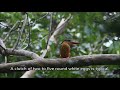 Stork-Billed Kingfisher / Burung Pekaka Paruh Besar
