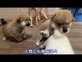 【柴犬 子犬】子犬たちを解き放ってみたら可愛すぎた