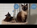 Siamese Kitten - Sokka Learns Mousing