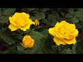 旧古河庭園　百年記念事業　春のバラフェスティバル　バラ図鑑　Furukawa Garden Centennial Commemorative Project Spring Rose Festival