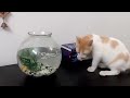 Cat dodged by aquarium fish  | Kuku the Cat