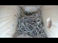 House Wren empty bird nest box to laying eggs and raising 6 chicks - Part 1