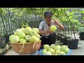 Design Unique Dome Trellis to Grow Super Beautiful Melons, with Immense Sweet Fruit!