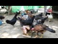 AGRICULTURE: ChickenKeeping Technique in Farm228  -break.02