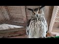Eagle-owl Varya is hooting again! And how!