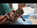 Adorably Asking for Milk Upon Waking Up | 4-Day-Old Kittens Abandoned Under a Bridge