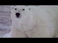 Unveiling the Arctic Giants: 5 Incredible Polar Bear Facts