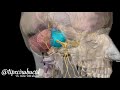 Trigémino - Parte 1 - Origen y Trayecto Anatomía 3D tipscirubucal