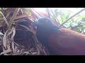 Greater Coucal Bird brings food to feed the babies in their nest #P21