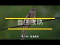 8種杜鵑鳥叫聲 | 8 kinds of cuckoo bird calls