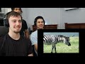 Americans React to Funny British Animal Voiceovers