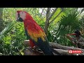 Beautifull parrot