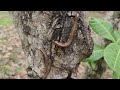 Video Millipede Insects | Hunting lots big millipedes #real #insects #animal #pets