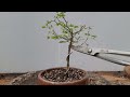 Brazilian Rain Tree Update #new #spring #garden #usa #treemasons #trending #viral