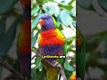 Lorikeet Parrots: A Colorful Encounter