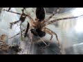 Random Spider Eating Fly Video ;) 🕷️🪰