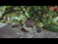 Beautiful World Of Monkeys ,Monkeys Eating Food