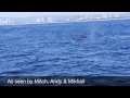 Whale Watching Gold Coast Australia Baby Humpback