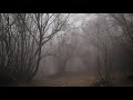 Relaxing Walk Through the Forest, Sounds of Rain on Umbrella / Sleep and Relax