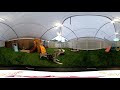 Alaskan Klee Kai Puppies VR Experience (360 Video)