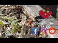 Why Plants Wilt And Can They Be Saved? - Garden Quickie Episode 77