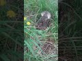 Close up footage of mallard duck nest