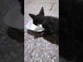 Black Cat  #shorts #viral #cat #youtubeshorts