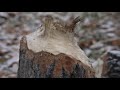 Canada's Yukon Territory and Whitehorse as the cold winter arrives