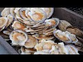 A collection of various seafood dishes to enjoy on the street | Street Food
