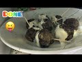 Make oreo “cake” pops with me!