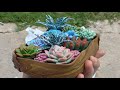 DIY Clay Succulents | Cold Porcelain Clay Succulent + useful Tips sculpting with Cold Porcelain Clay