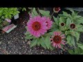 Come tour the Decorative Gardens Nursery with me, The North Fork NY