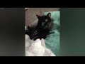 You Laugh You Lose🤣Funniest Dogs and Cats 2024😻🐶