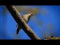 Nightingale singing ~ The best bird song in the world ~ Luscinia megarhynchos